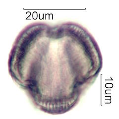 Mao Pollen