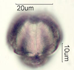 Mao Pollen