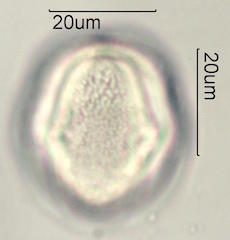 Mao Pollen