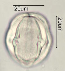 Mao Pollen