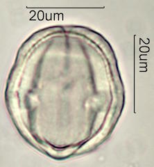 Mao Pollen