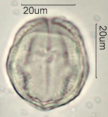 Mao Pollen