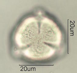 Mao Pollen