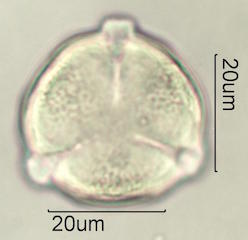 Mao Pollen