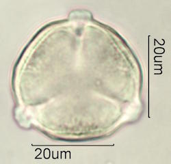Mao Pollen