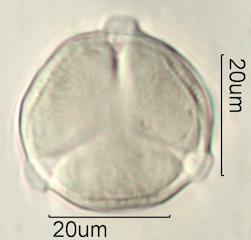 Mao Pollen