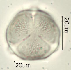 Mao Pollen