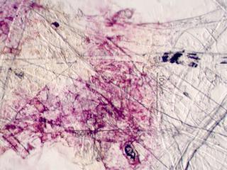 Newspaper Fiber and Ink