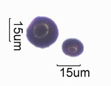 Nigrospora Spore