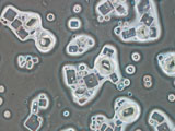 North Sea Salt 200X