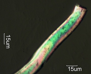 Nylon Fiber, Cut Termination