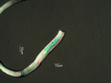 Nylon Fiber, Cut Termination