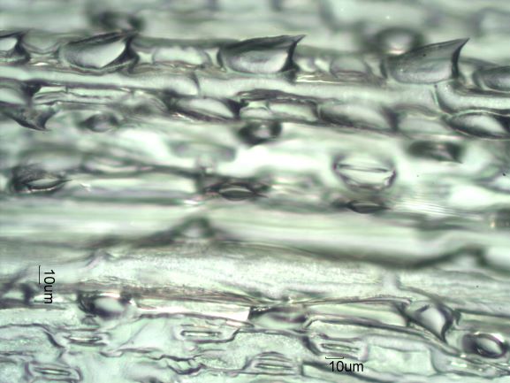 Stomata Under the Microscope