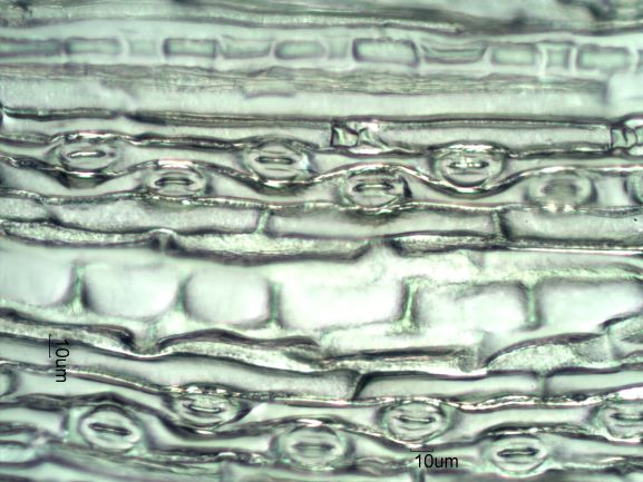 Stomata Under the Microscope