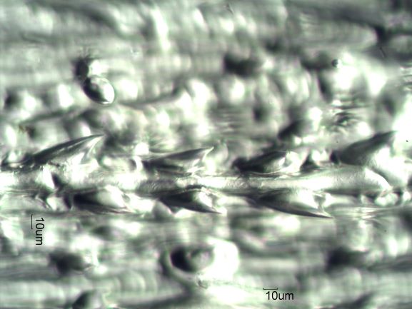 Stomata Under the Microscope