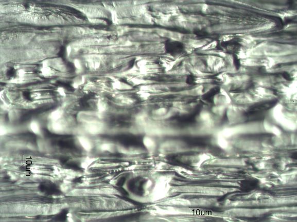 Stomata Under the Microscope