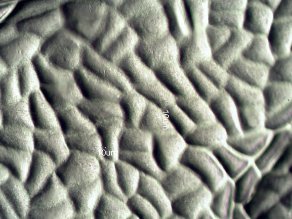 Stomata Under The Microscope