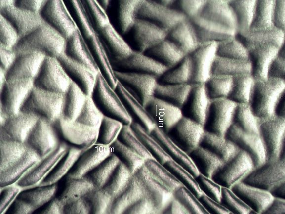 Stomata Under The Microscope
