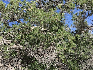 Scrub Oak (Quercus berberidifolia)