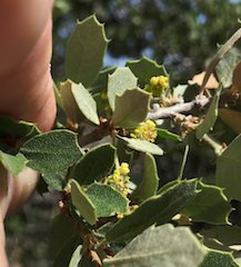 Scrub Oak (Quercus berberidifolia)