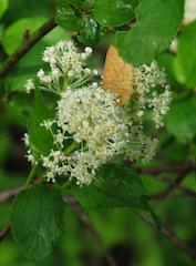 Ocean Spray (Holodiscus discolor)