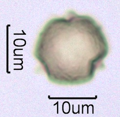 Ocean Spray (Holodiscus discolor) Pollen