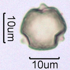 Ocean Spray (Holodiscus discolor) Pollen