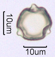 Ocean Spray (Holodiscus discolor) Pollen