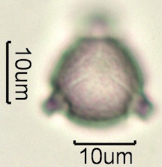 Ocean Spray (Holodiscus discolor) Pollen