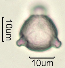 Ocean Spray (Holodiscus discolor) Pollen