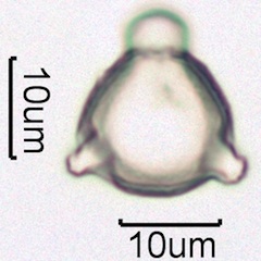 Ocean Spray (Holodiscus discolor) Pollen