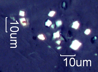 Calcium Oxalate Phytoliths