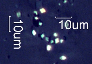 Calcium Oxalate Phytoliths
