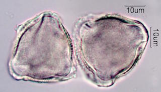 Ocotillo Pollen