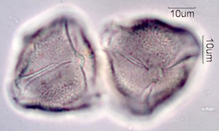 Ocotillo Pollen