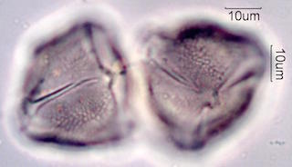 Ocotillo Pollen