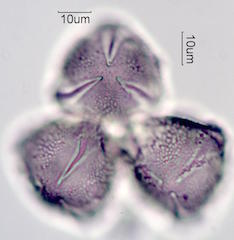 Ocotillo Pollen