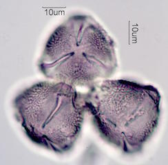 Ocotillo Pollen