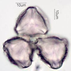 Ocotillo Pollen