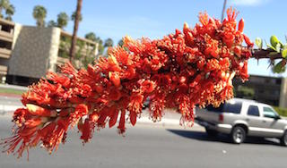 Ocotillo Flowers
