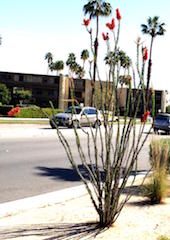 Ocotillo Flowering