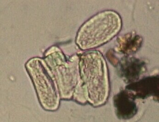 Odium Spores