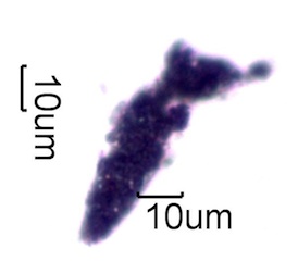 Black Particles in Homes Under the Microscope