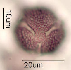Ohia Lehua Honey Pollen