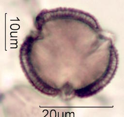 Ohia Lehua Honey Pollen