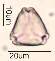 Ohia Lehua Honey Pollen