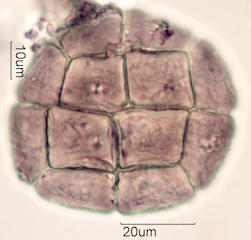 Acacia Pollen