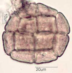 Acacia Pollen