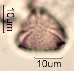 Ohia Lehua Honey Pollen
