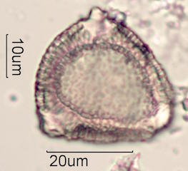 Ohia Lehua Honey Pollen